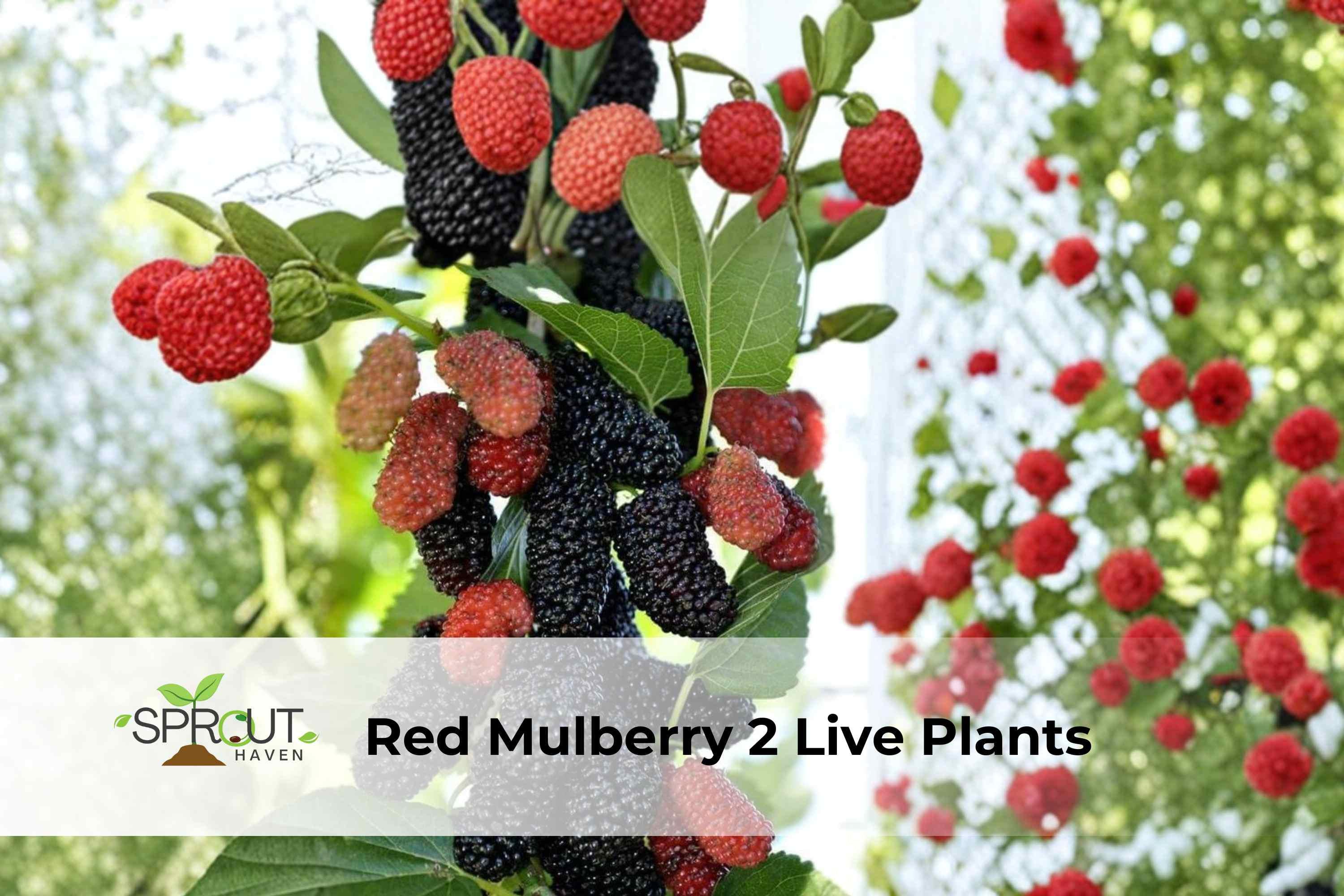 Red Mulberry Tree Saplings – 2 Live Morus rubra Fruit Trees, Edible Berries, Hardy Deciduous Shade & Food Forest Plants