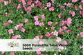 Potentilla ‘Miss Wilmott’ Seeds | Hardy Perennial Cinquefoil with Pink to Magenta Blooms, Easy-Grow Garden Flower
