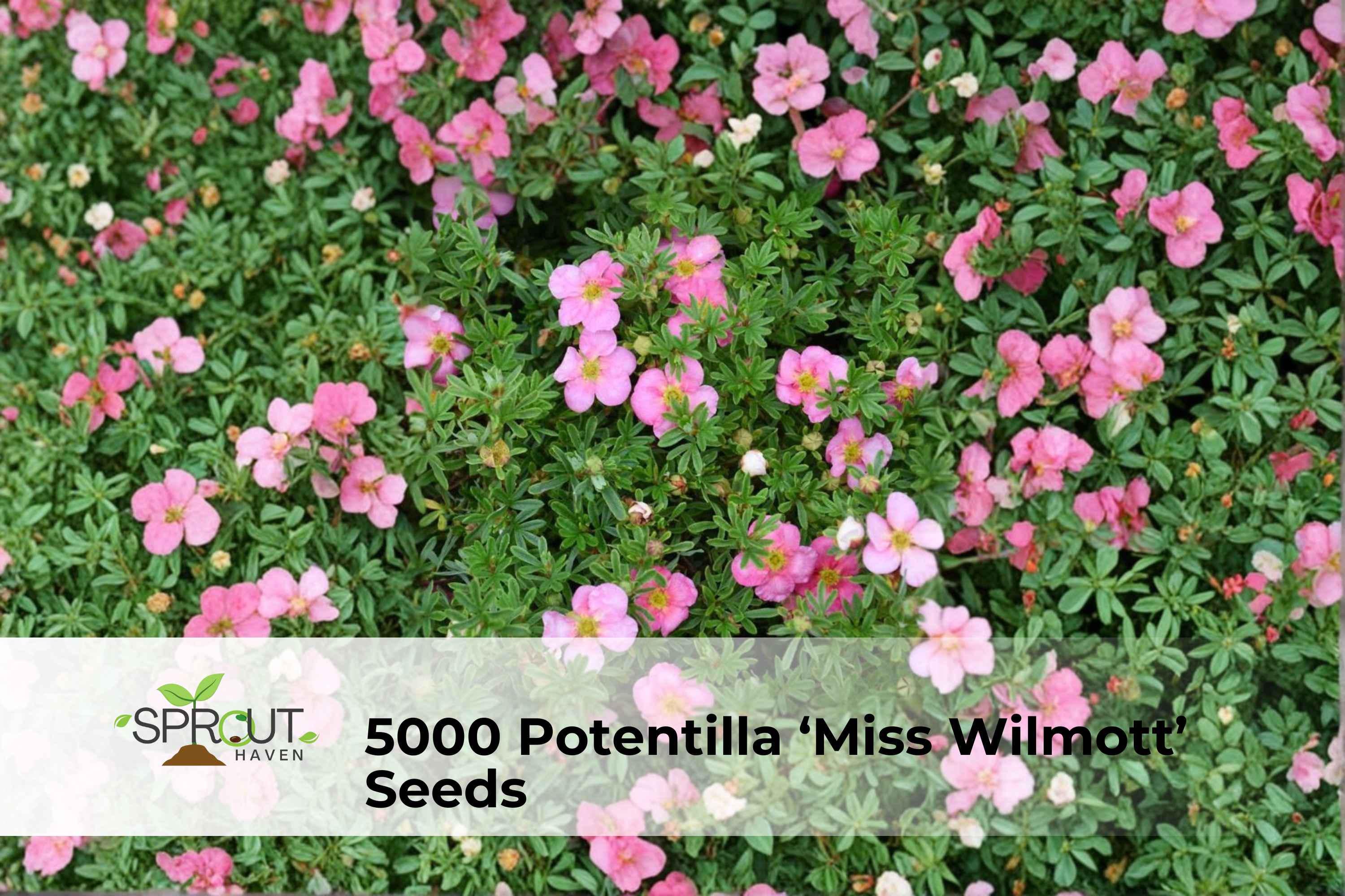 Potentilla ‘Miss Wilmott’ Seeds | Hardy Perennial Cinquefoil with Pink to Magenta Blooms, Easy-Grow Garden Flower