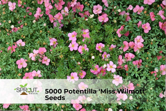 Potentilla ‘Miss Wilmott’ Seeds | Hardy Perennial Cinquefoil with Pink to Magenta Blooms, Easy-Grow Garden Flower
