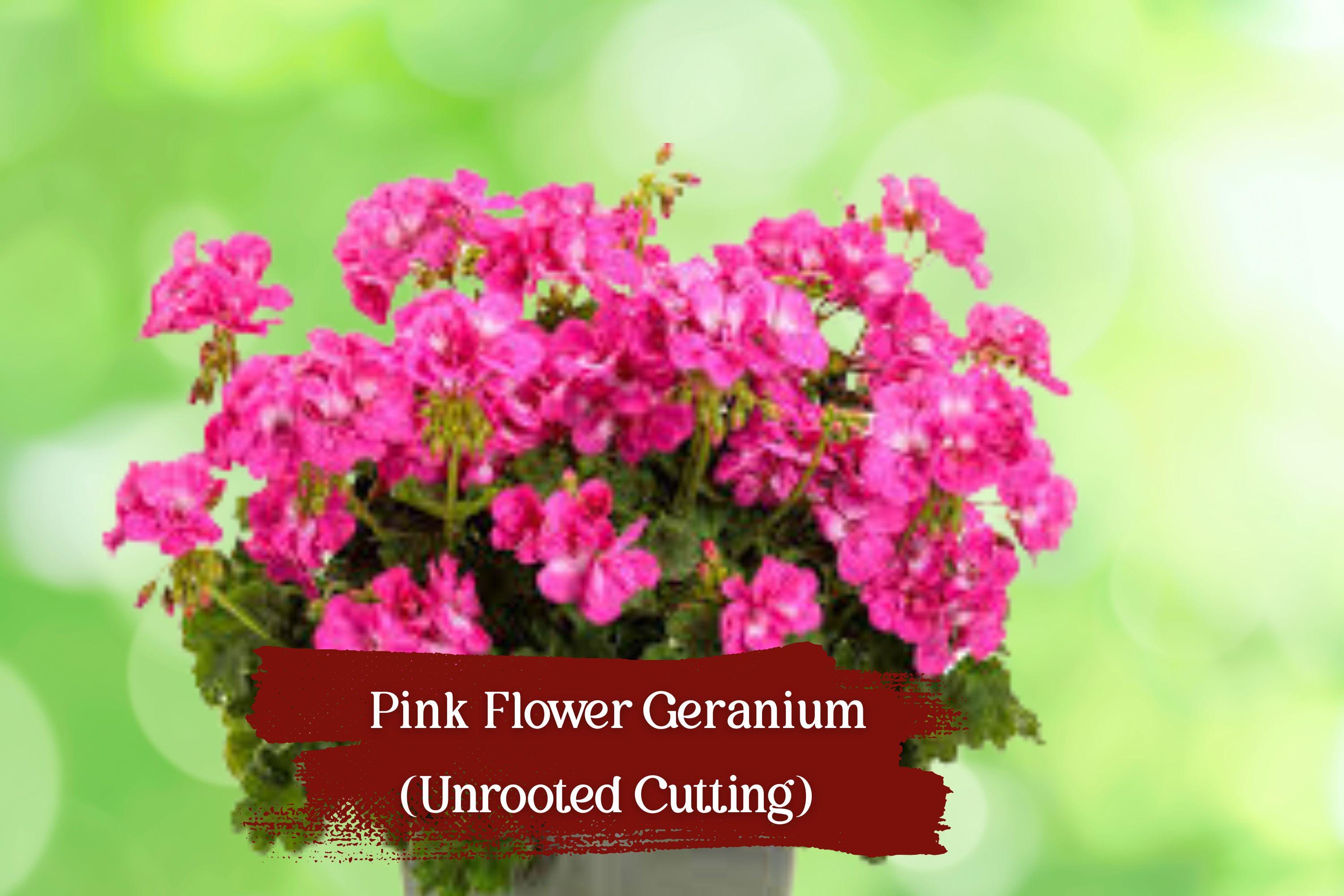Pink Geranium Cuttings – 10 Unrooted Stem Cuttings, Drought-Tolerant, Fragrant, Easy to Grow, Pelargonium × hortorum