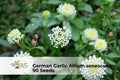 German Garlic Seeds - Ornamental Onion Allium senescens Pink-Lavender Globe Blooms, Perennial, Drought-Tolerant, Pollinator-Friendly
