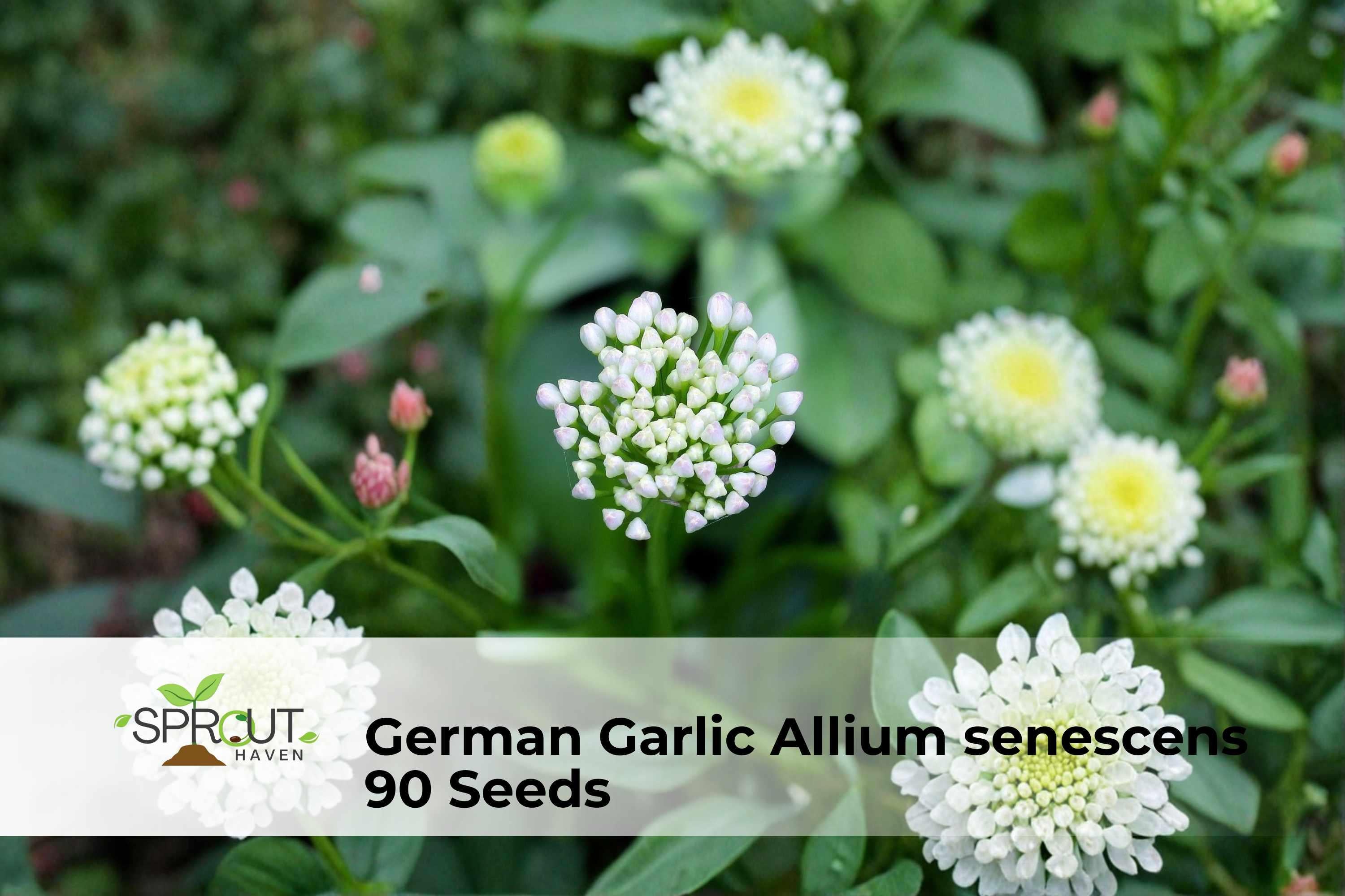 German Garlic Seeds - Ornamental Onion Allium senescens Pink-Lavender Globe Blooms, Perennial, Drought-Tolerant, Pollinator-Friendly