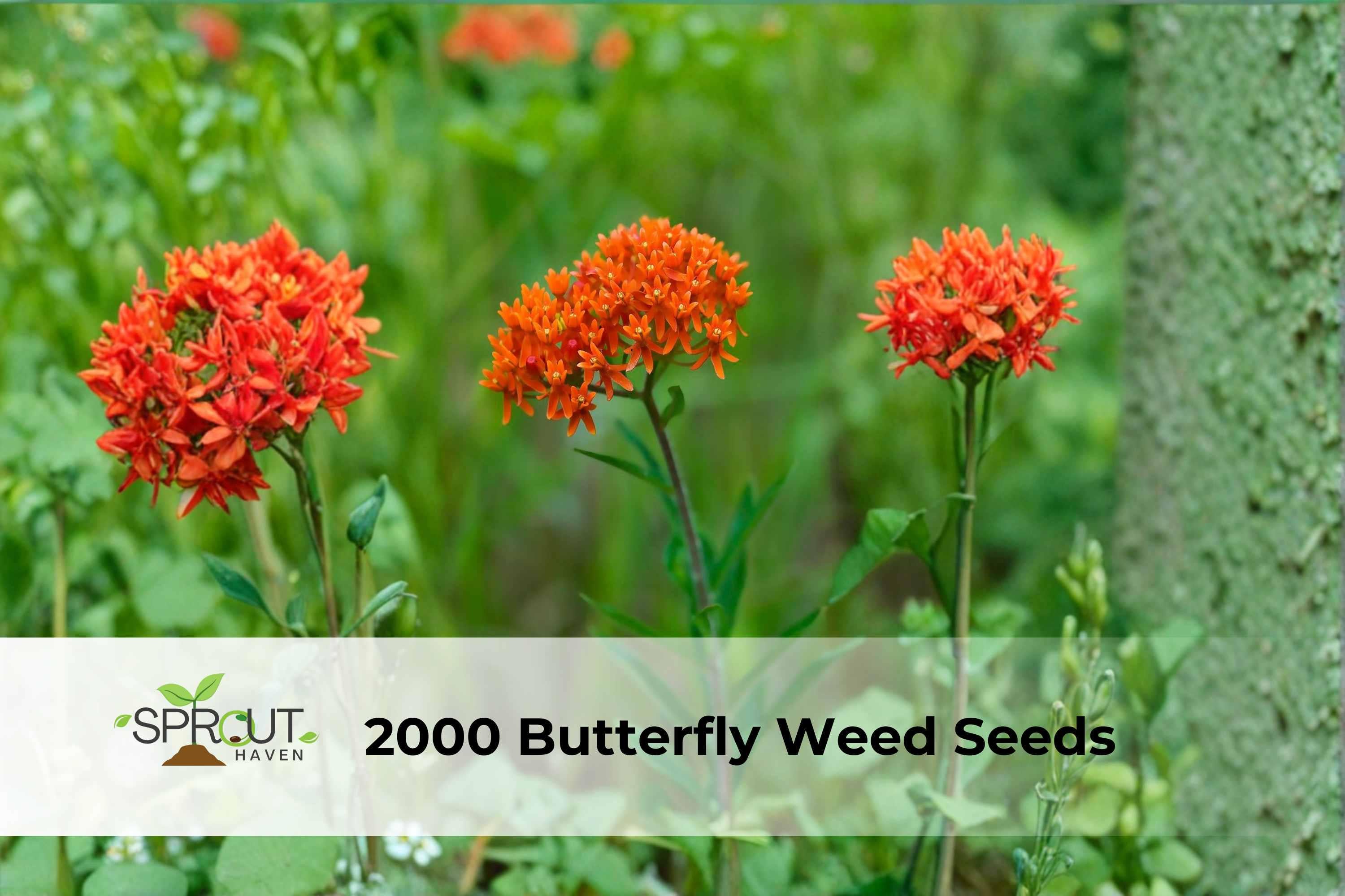 2000 Butterfly Weed Seeds | Perennial Orange Flowering Plant | Asclepias tuberosa for Pollinator Gardens