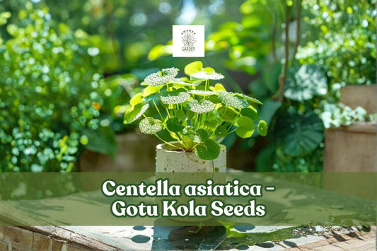 Gotu Kola Seeds | Centella Asiatica | Pennywort Herb Groundcover | Tropical Garden Plant | 50 Seeds