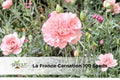 La France Carnation Seeds | Pink Double Blooms | Dianthus caryophyllus | Ornamental Flower for Cutting Gardens