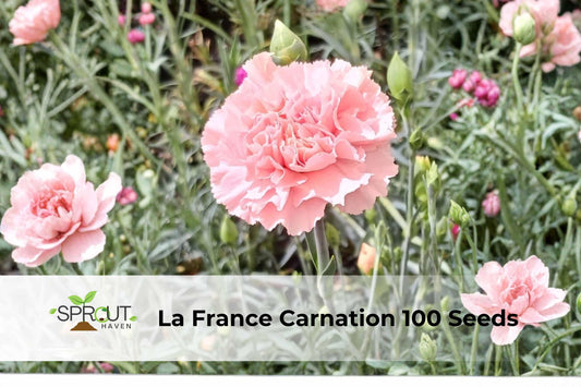 La France Carnation Seeds | Pink Double Blooms | Dianthus caryophyllus | Ornamental Flower for Cutting Gardens