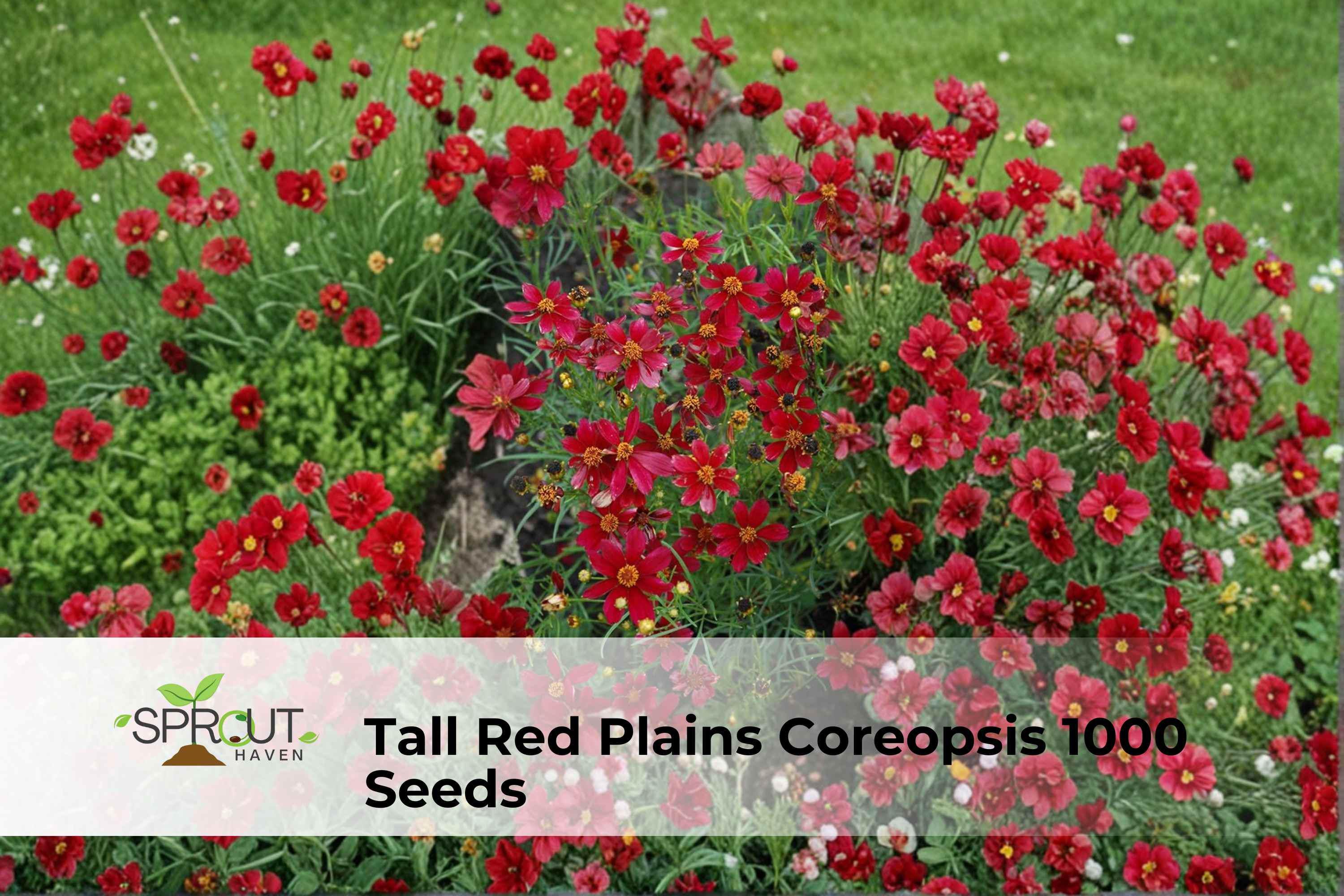 Red Plains Coreopsis Seeds – 1000 Non-GMO Wildflower Seeds for Pollinator Gardens, Annual Flower, Coreopsis tinctoria