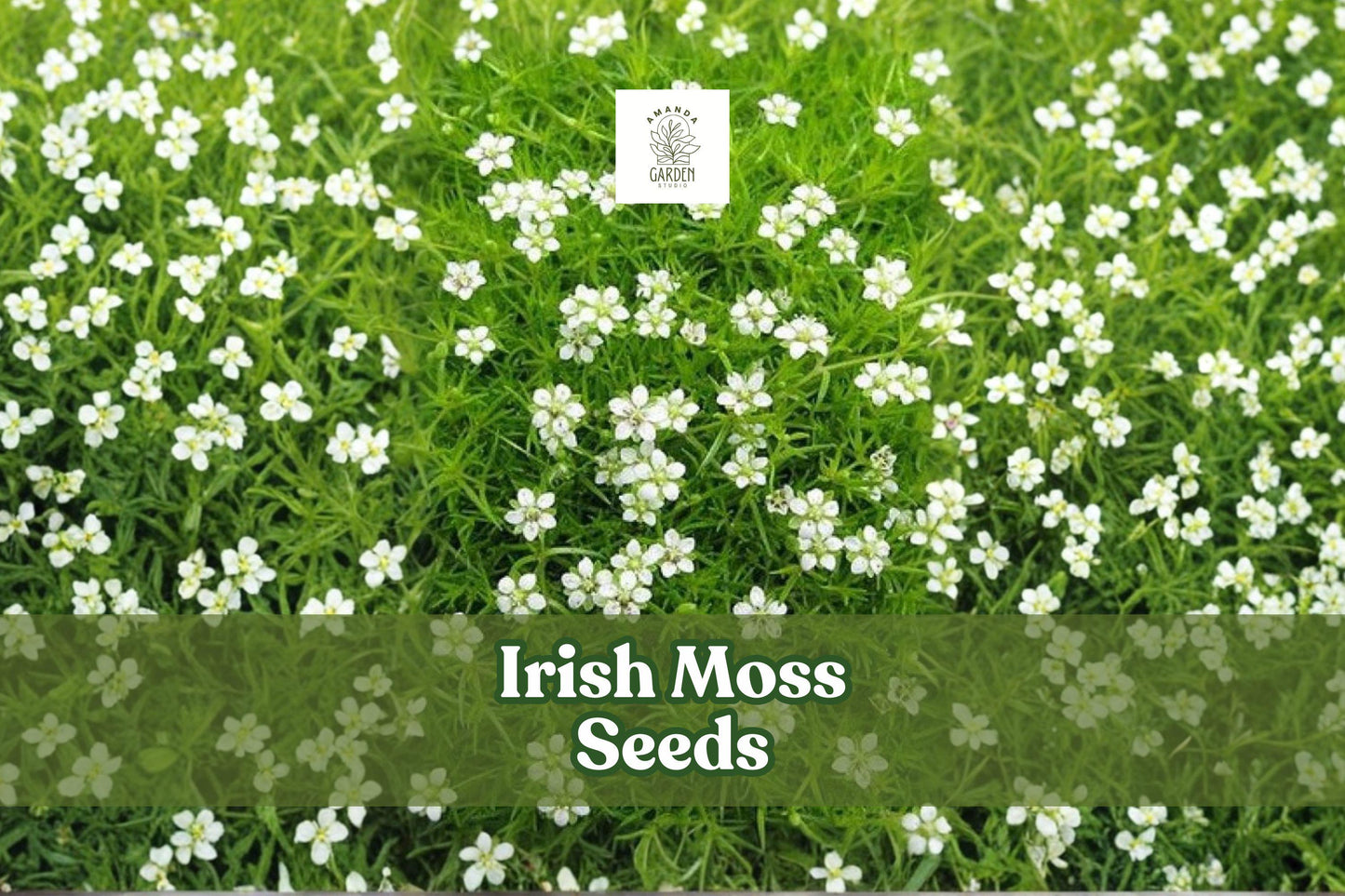 Irish Moss Seeds, Sagina Subulata Ground Cover, 200 Seeds, Low-Growing Evergreen Plant for Landscaping and Garden Borders