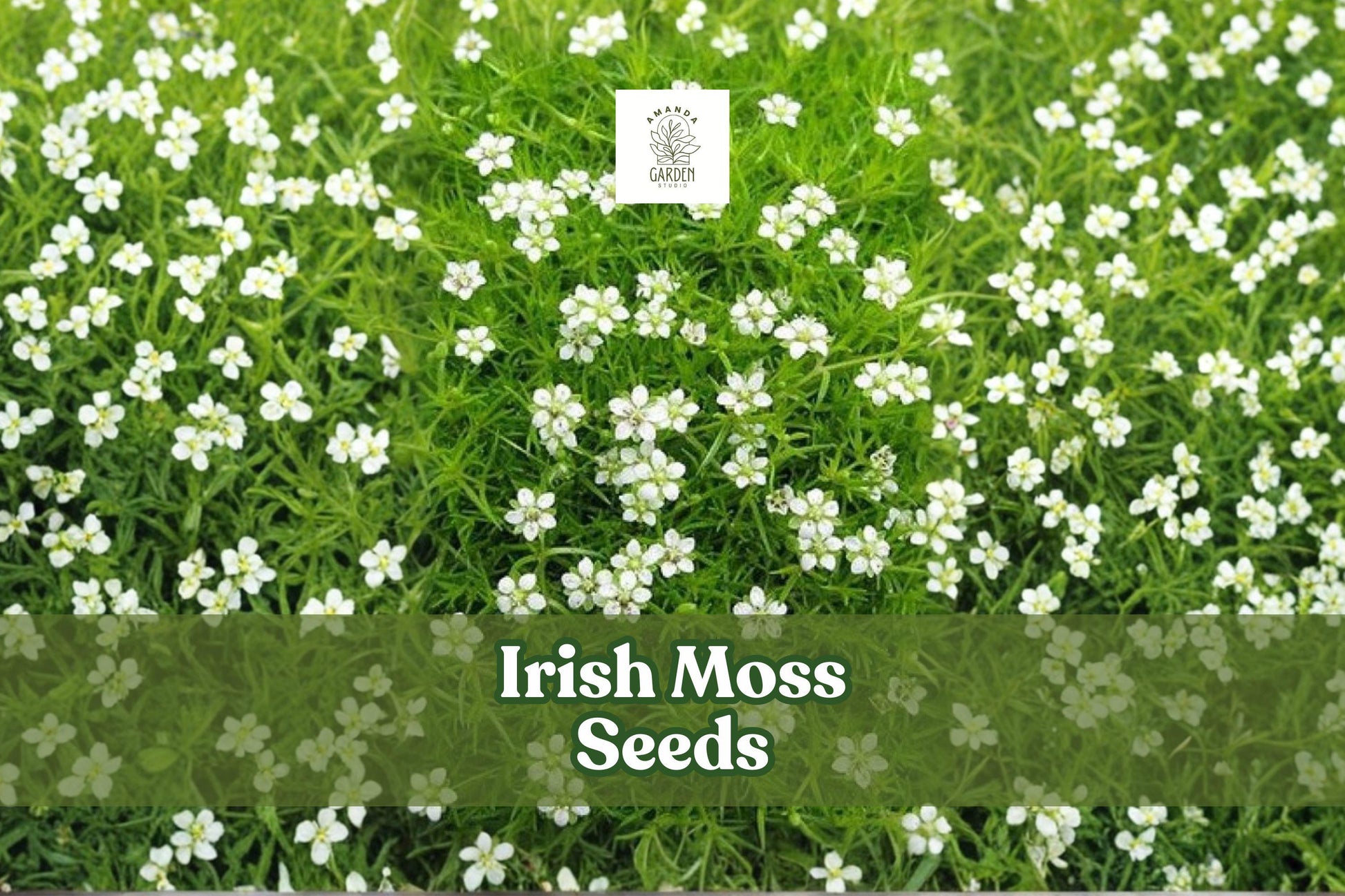 Irish Moss Seeds, Sagina Subulata Ground Cover, 200 Seeds, Low-Growing Evergreen Plant for Landscaping and Garden Borders