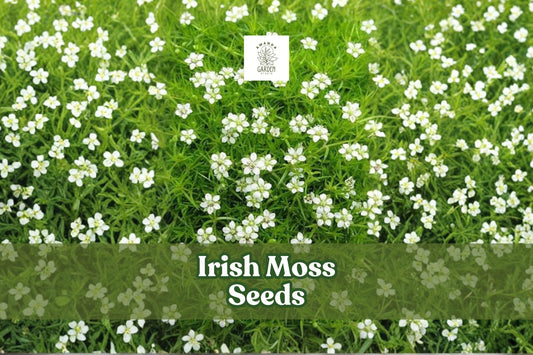 Irish Moss Seeds, Sagina Subulata Ground Cover, 200 Seeds, Low-Growing Evergreen Plant for Landscaping and Garden Borders