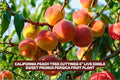 California Peach Tree Cuttings - 7 Live Prunus Persica Fruit Plant for Edible Sweet Peaches