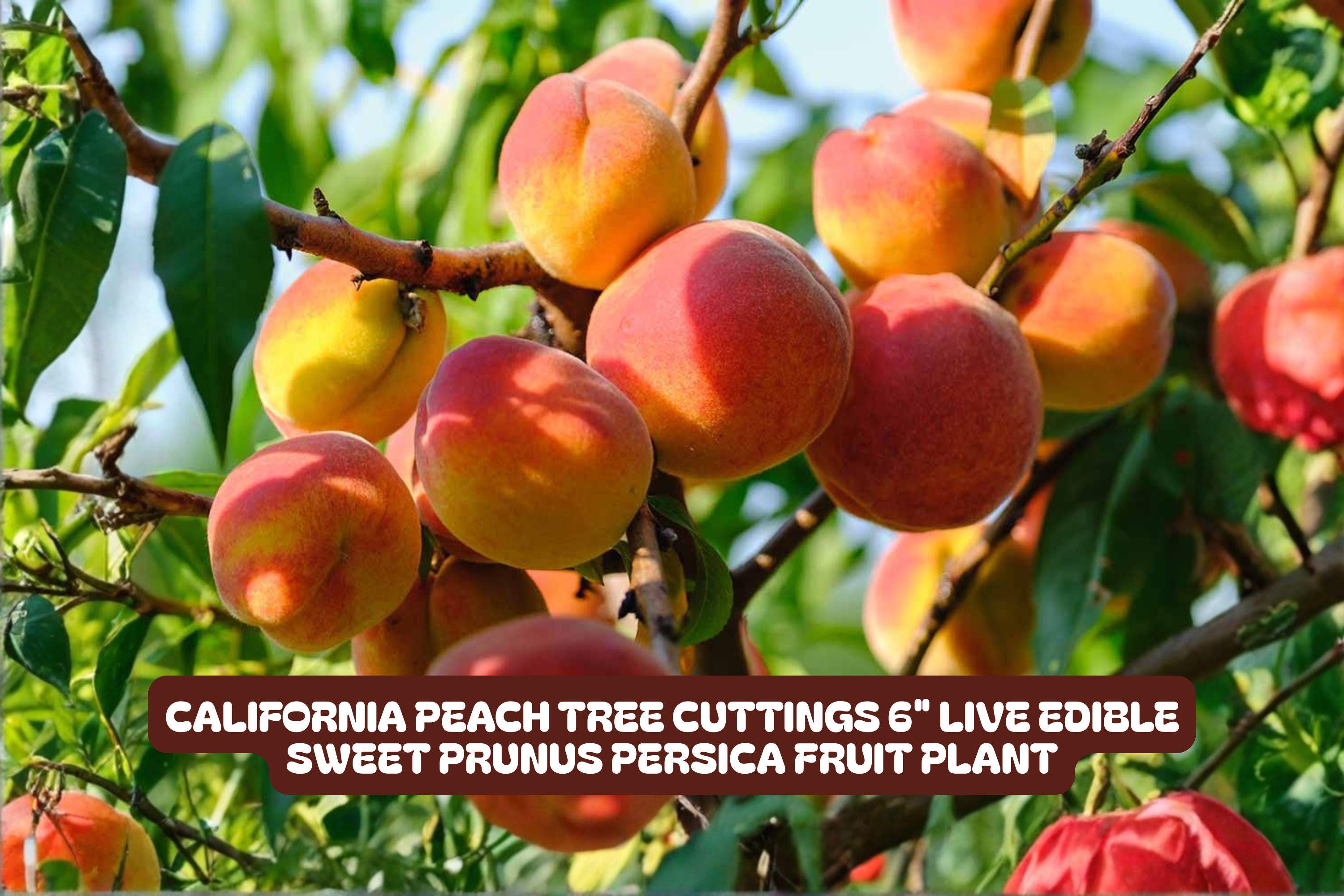 California Peach Tree Cuttings - 7 Live Prunus Persica Fruit Plant for Edible Sweet Peaches