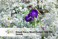 Royal Navy Blue Sweet Pea Seeds | Climbing Flower Vine with Blue-Purple Blooms | Lathyrus odoratus, Non-GMO, Easy to Grow