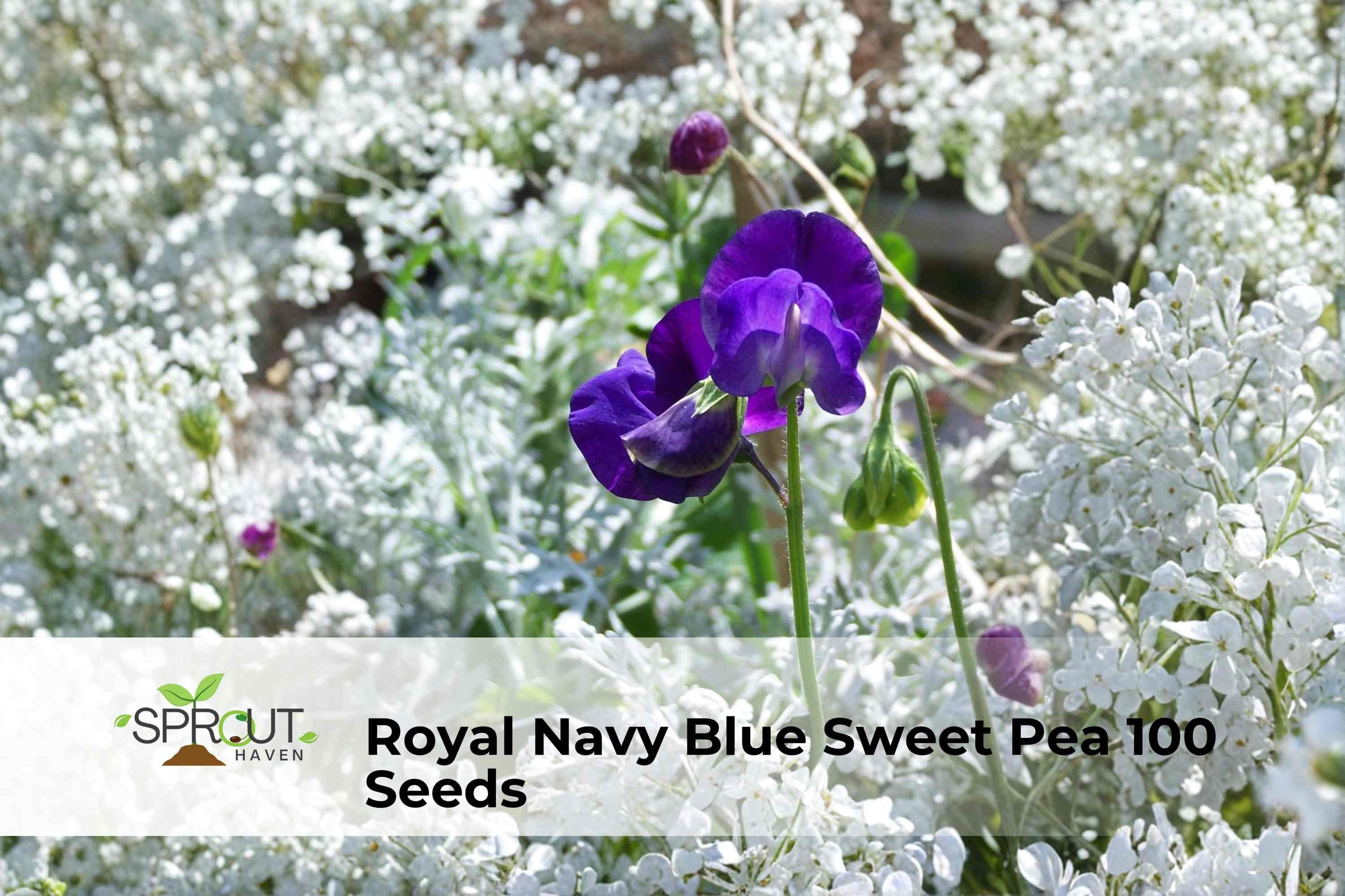 Royal Navy Blue Sweet Pea Seeds | Climbing Flower Vine with Blue-Purple Blooms | Lathyrus odoratus, Non-GMO, Easy to Grow