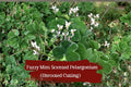 Fuzzy Mint Geranium Cuttings – Chocolate Scented Pelargonium, Unrooted 6" Stems, Aromatic Foliage, Easy to Grow Indoor & Outdoor