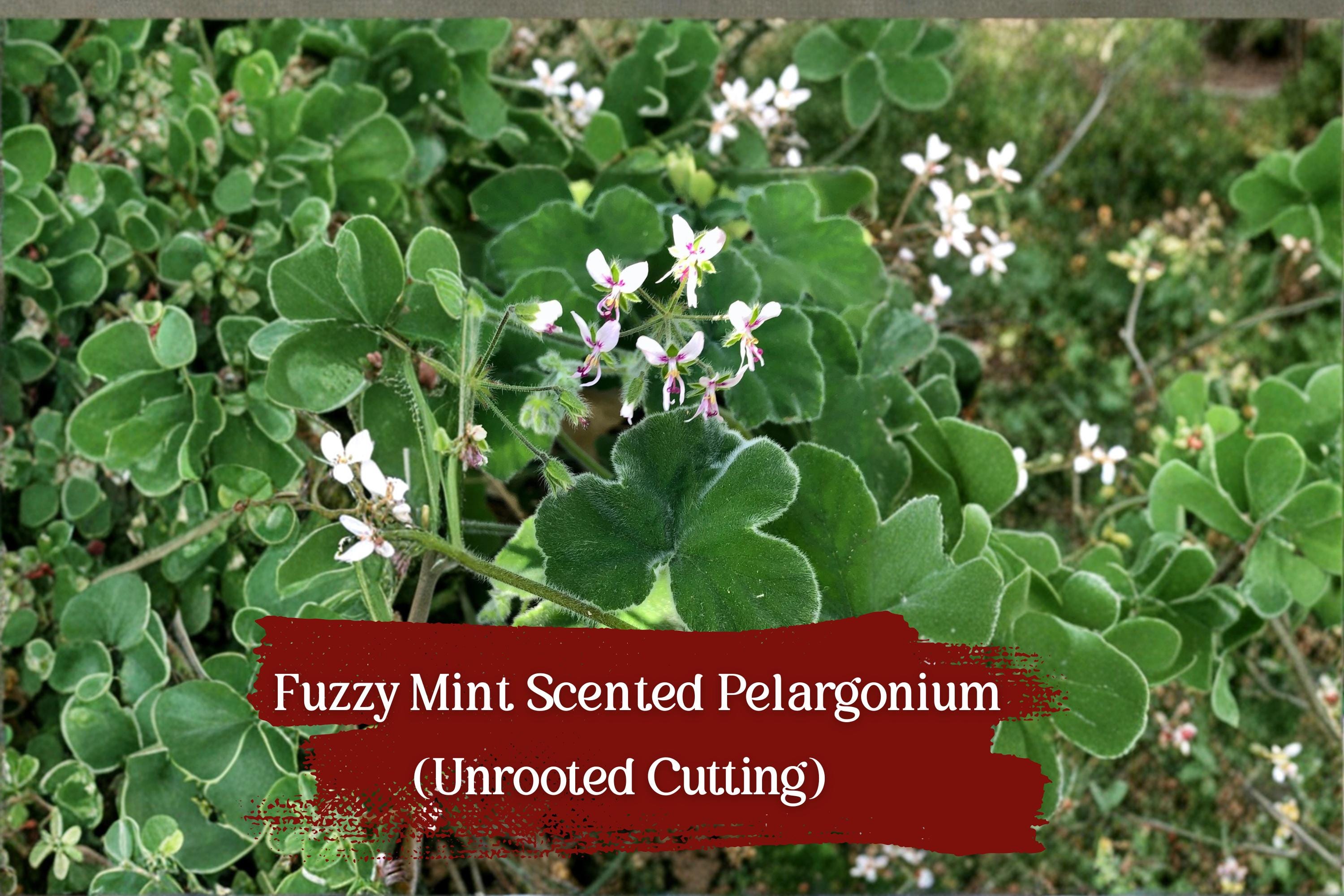 Fuzzy Mint Geranium Cuttings – Chocolate Scented Pelargonium, Unrooted 6" Stems, Aromatic Foliage, Easy to Grow Indoor & Outdoor