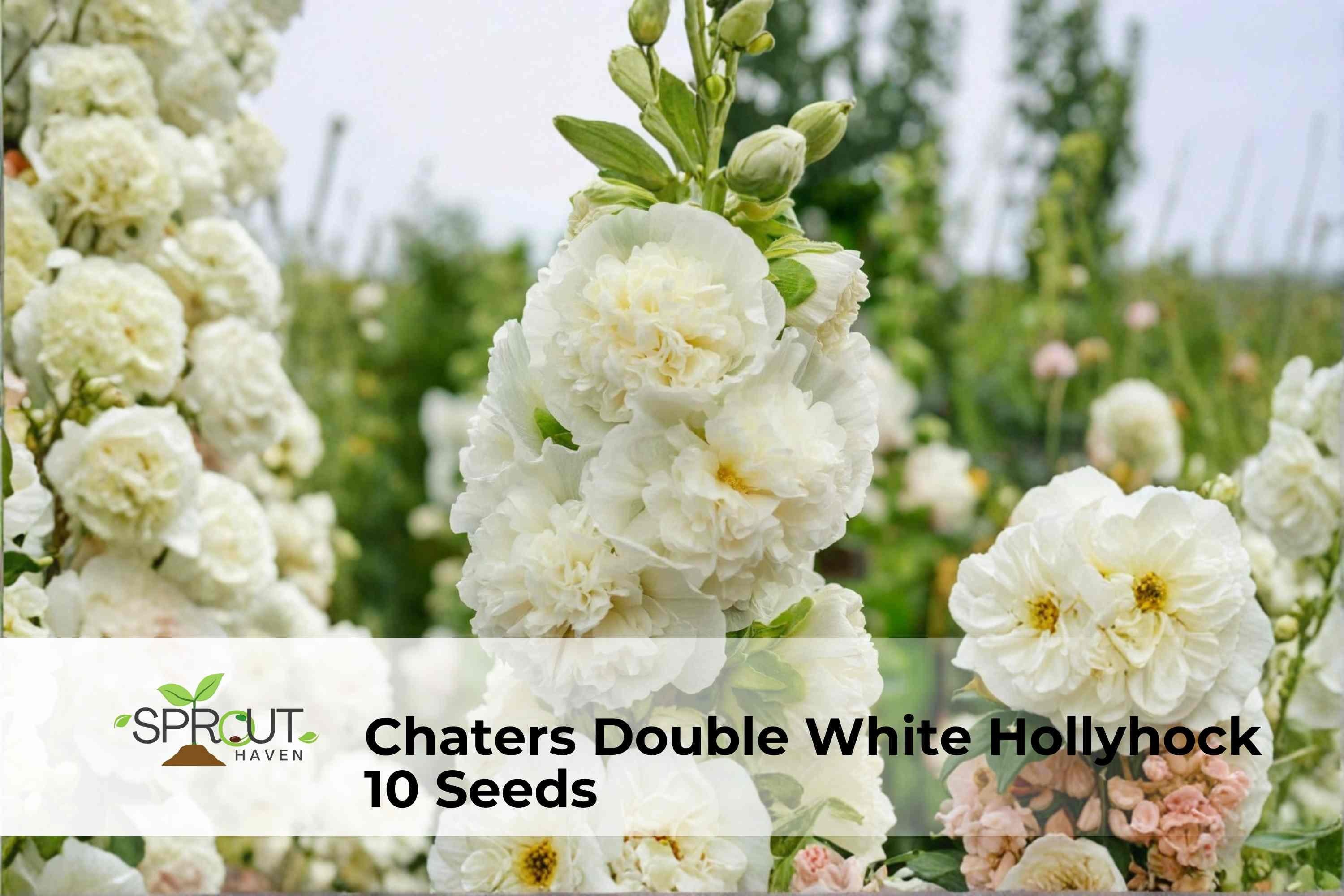 Chaters Double White Hollyhock Seeds – Heirloom Alcea rosea, Cottage Garden Flower, Pollinator-Friendly, 10 Seeds
