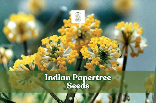 Indian Papertree Seeds – Edgeworthia gardneri, Fragrant Yellow-White Blooms, Rare Ornamental Shrub, 20 Seeds