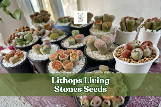 Lithops Seeds 25 Mixed Rare Succulent Assorted Colors Lithops spp. Living Stones Plant