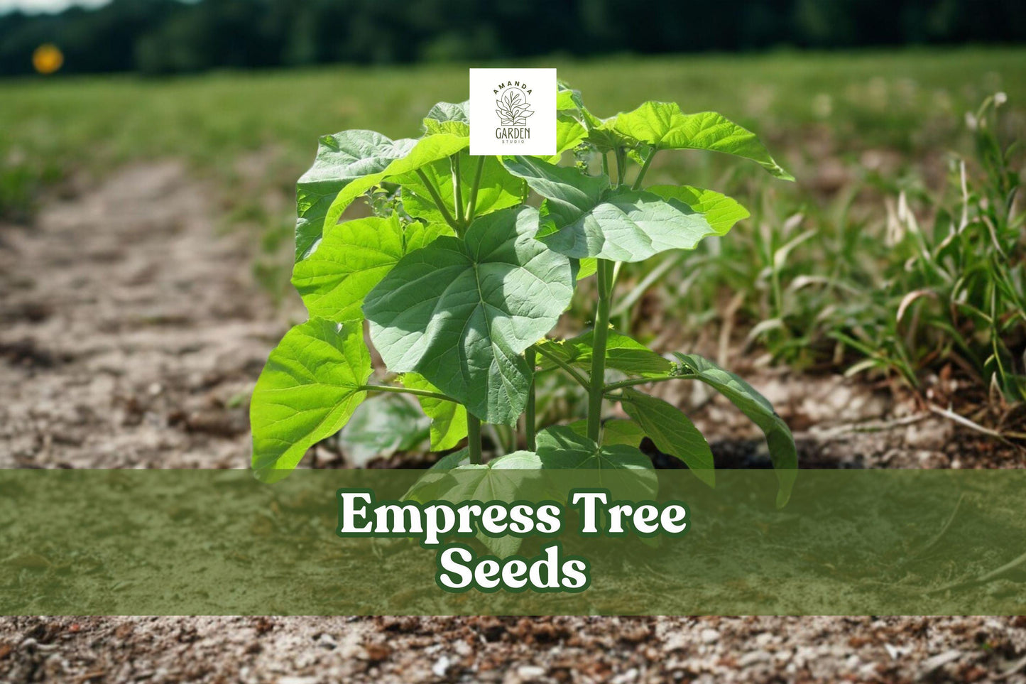 Empress Tree Seeds (Paulownia tomentosa) – 100 Fast-Growing Ornamental Hardwood Seeds for Landscaping & Shade