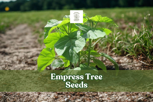 Empress Tree Seeds (Paulownia tomentosa) – 100 Fast-Growing Ornamental Hardwood Seeds for Landscaping & Shade