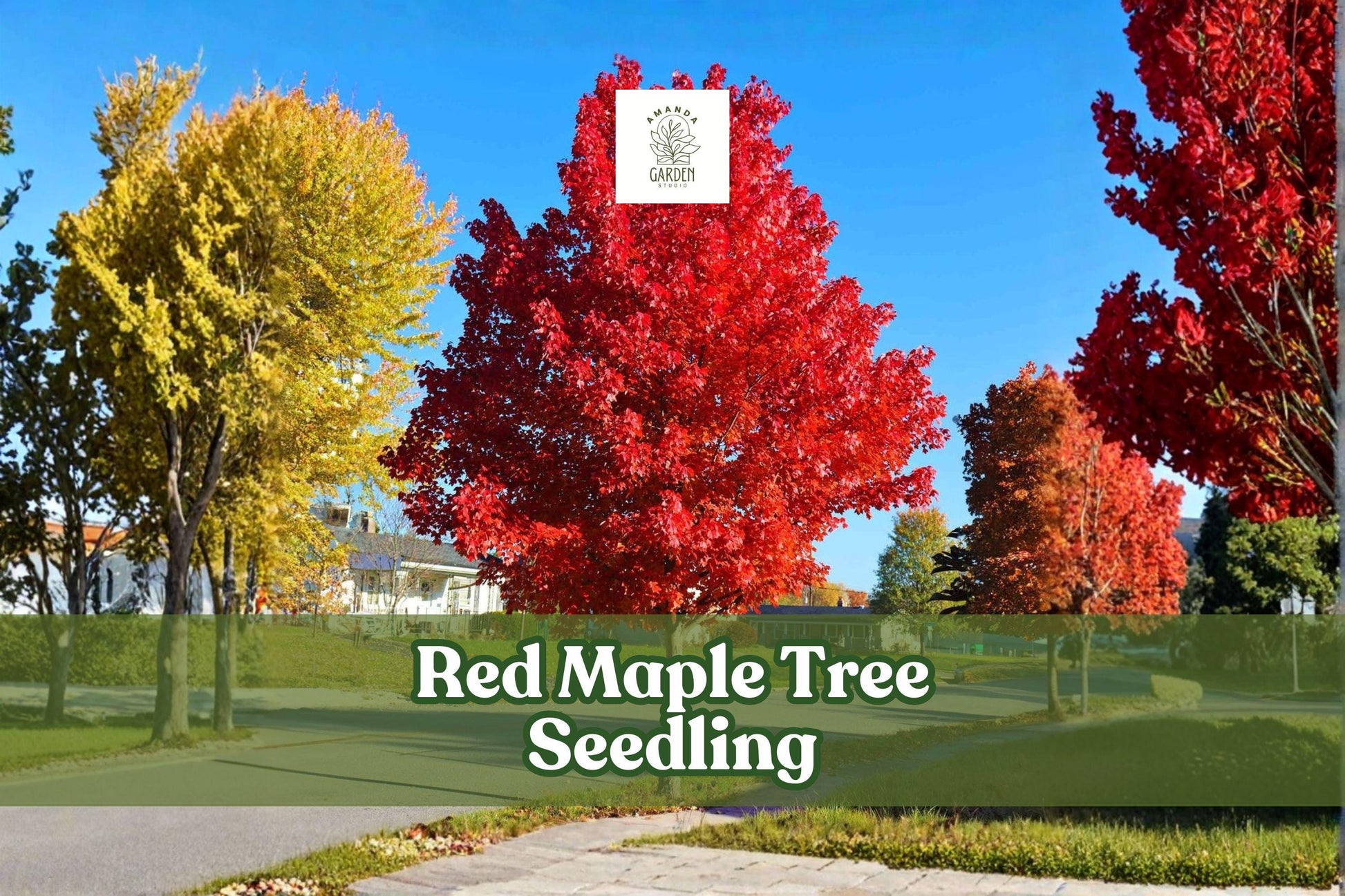 Red Maple Tree Seedling | Acer rubrum | Vibrant Fall Color | Ornamental Shade Tree | Live Plant