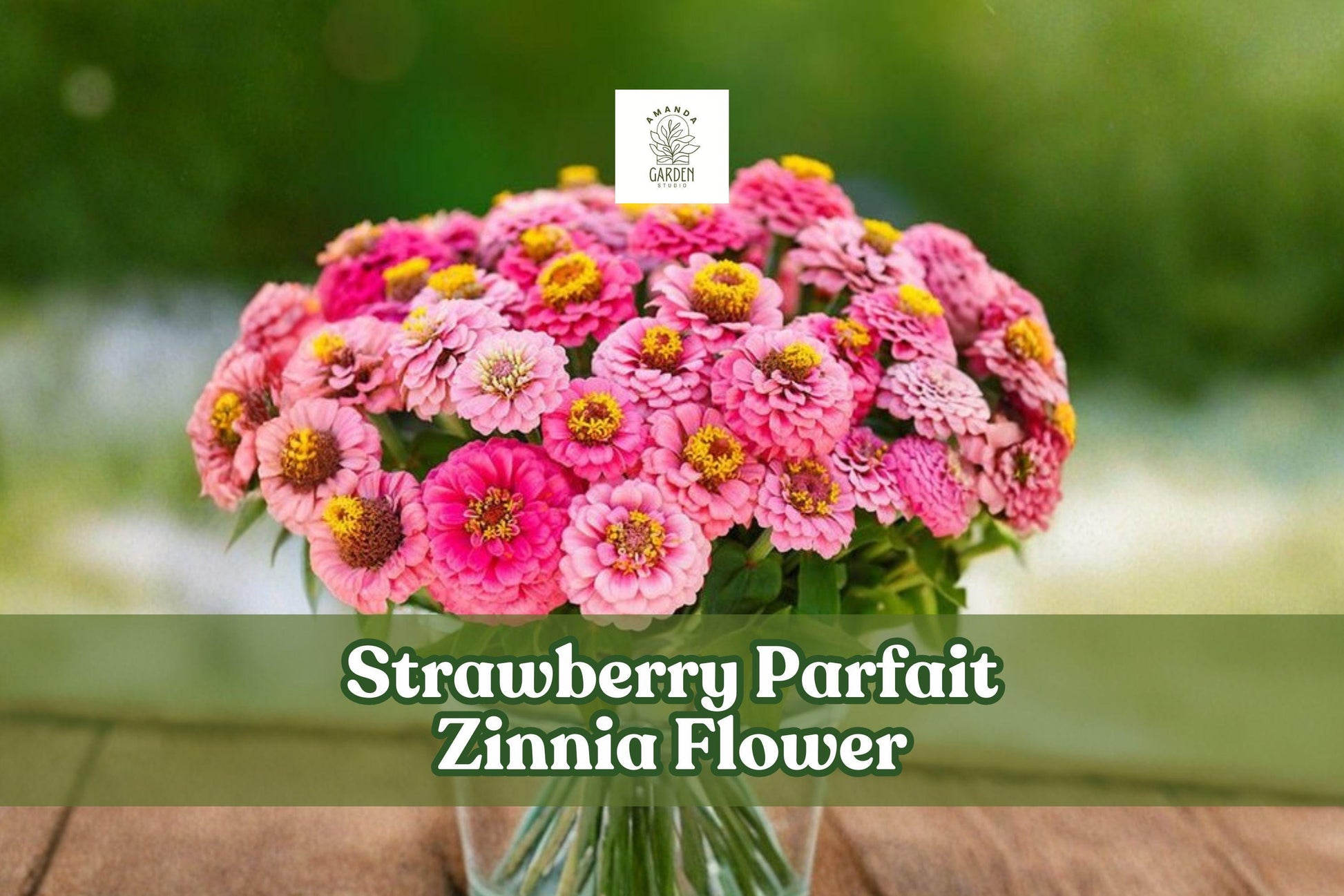 Strawberry Parfait Zinnia Seeds | Pink & White Flower Seeds | Zinnia elegans | Annual Garden Flower Seeds for Borders & Cut Flowers