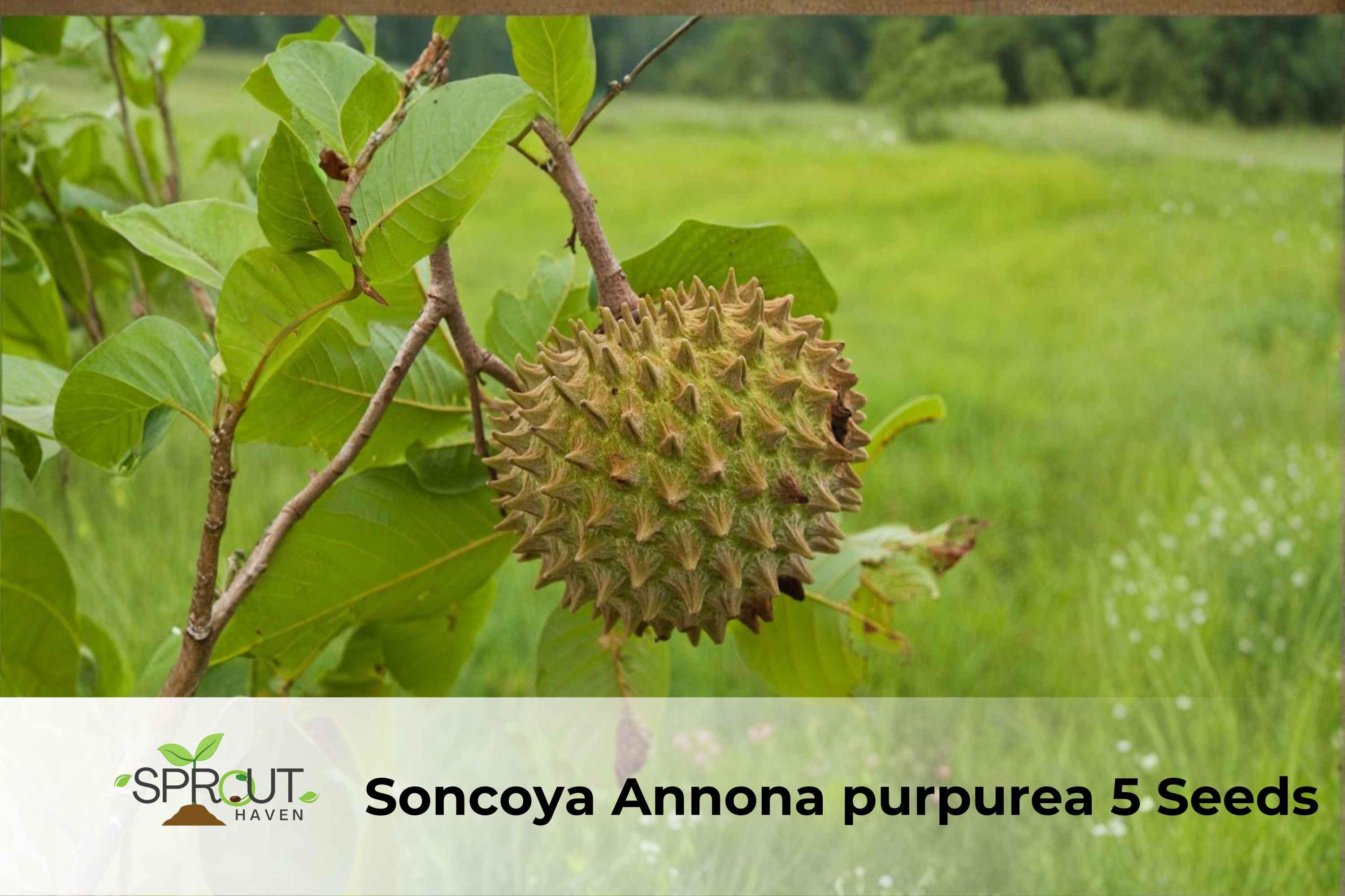 Soncoya Tree Seeds | Ornamental Tropical Plant | Annona purpurea | Exotic Foliage & Round Fruit