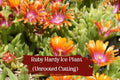 Unrooted Ruby Ice Plant Cuttings - Drought Tolerant Ground Cover with Ruby-Pink Flowers - Delosperma cooperi