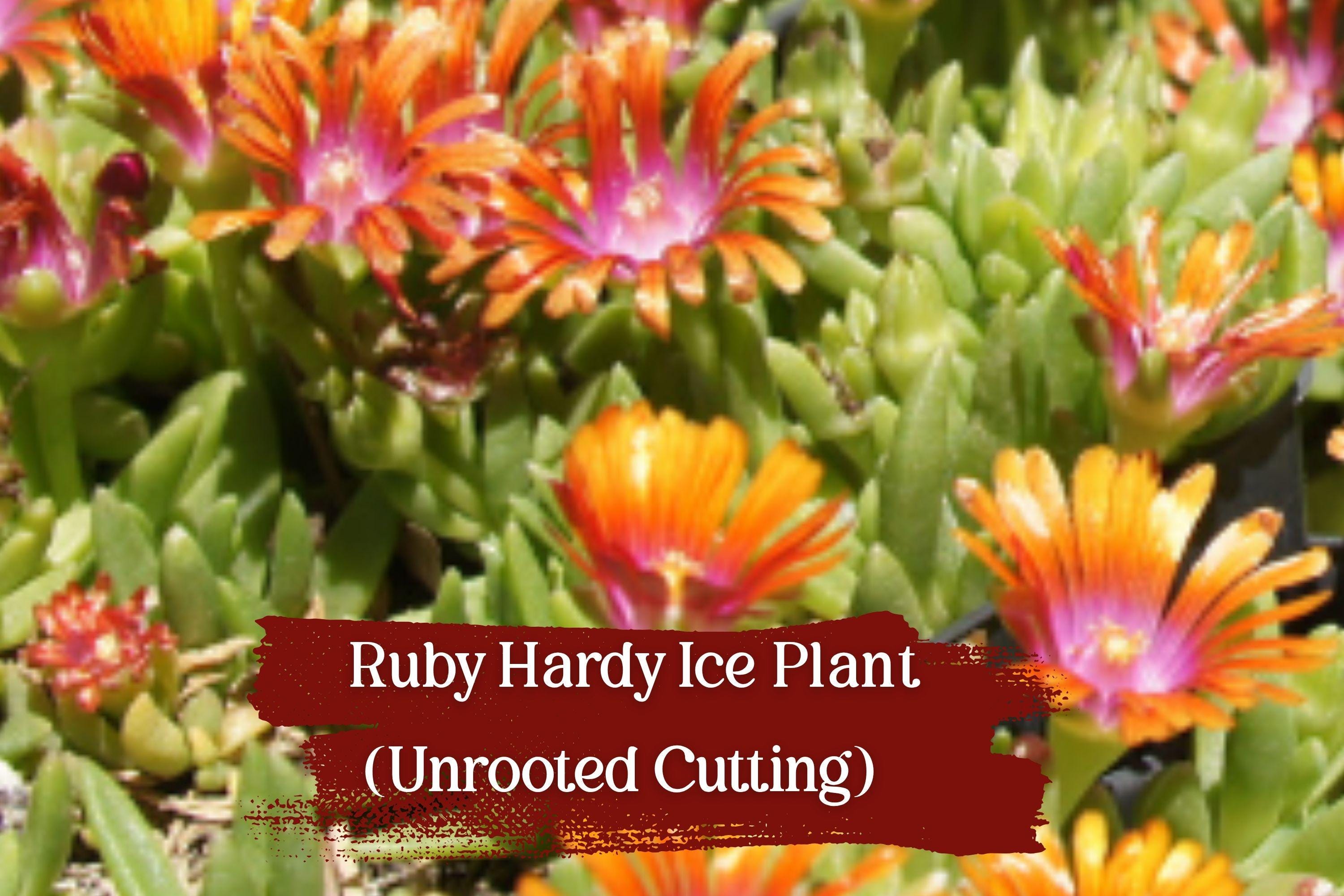 Unrooted Ruby Ice Plant Cuttings - Drought Tolerant Ground Cover with Ruby-Pink Flowers - Delosperma cooperi