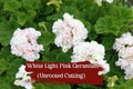 White and Light Pink Geranium Cuttings – Pelargonium spp. – Fragrant, Double Blooms, Drought Tolerant, Container Garden, Hardy Zones 5-10