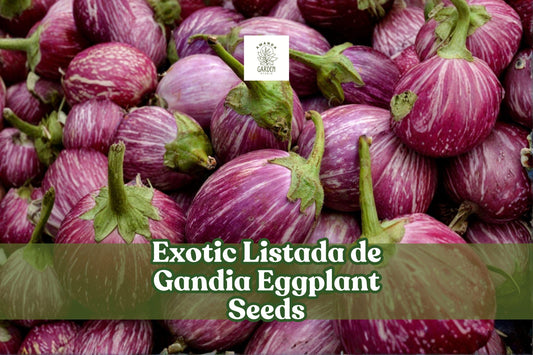 Listada de Gandia Eggplant Seeds | Heirloom Striped Aubergine | Solanum melongena | 50+ Seeds