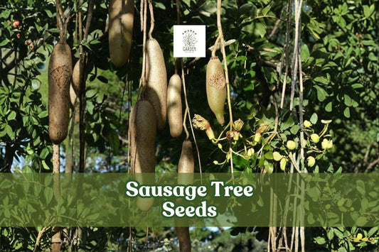 10 Kigelia africana Seeds | Exotic Tropical Sausage Tree with Red Flowers | Ornamental Plant for Gardens