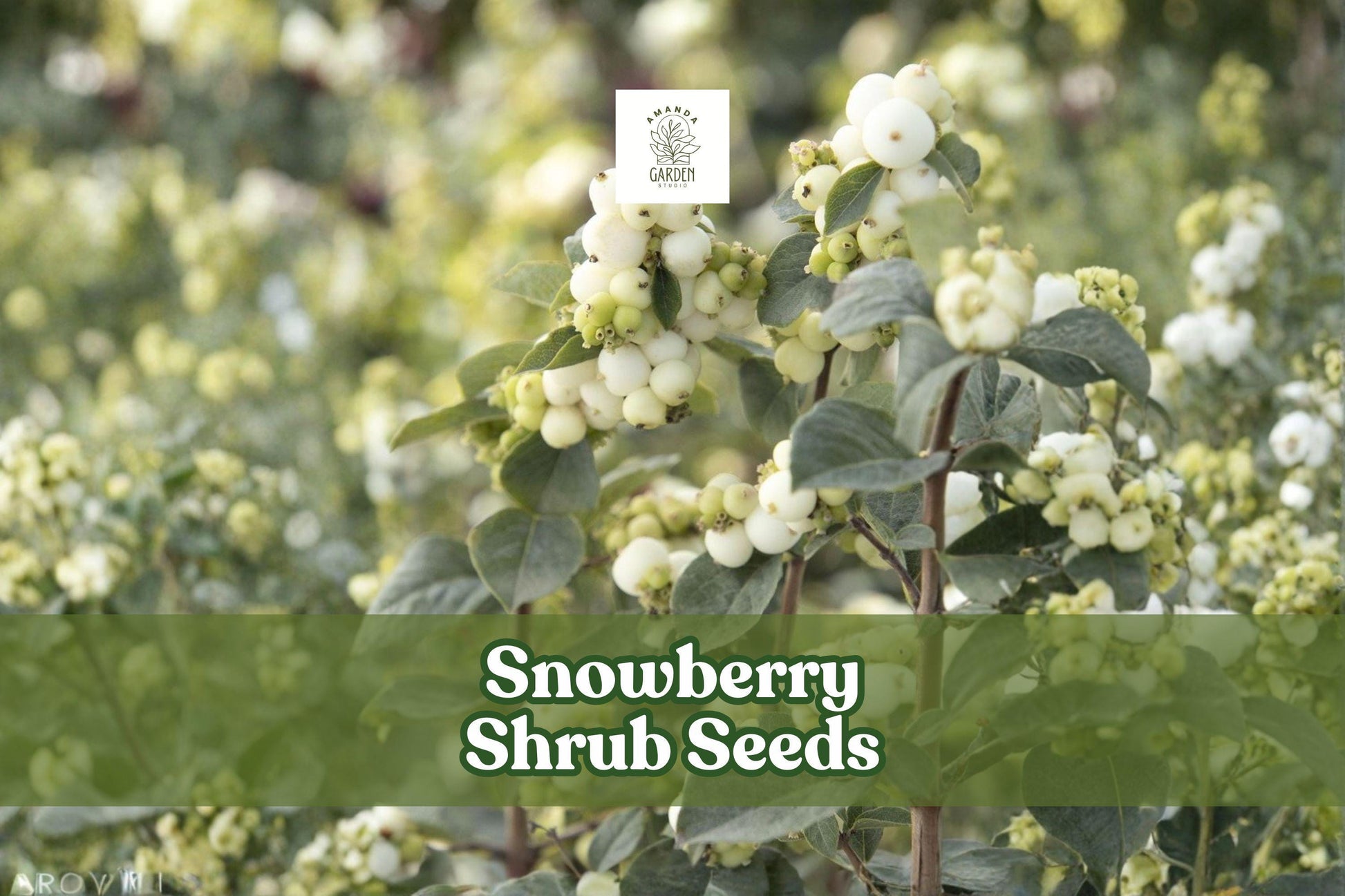 Snowberry Shrub Seeds 50+ | White Berries, Ornamental Hedge, Symphoricarpos albus, Non-GMO, USA Grown