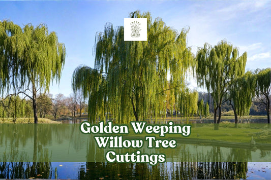 Golden Weeping Willow Cuttings | Live Unrooted Salix alba ‘Tristis’ for Fast-Growing Shade & Ornamental Landscaping