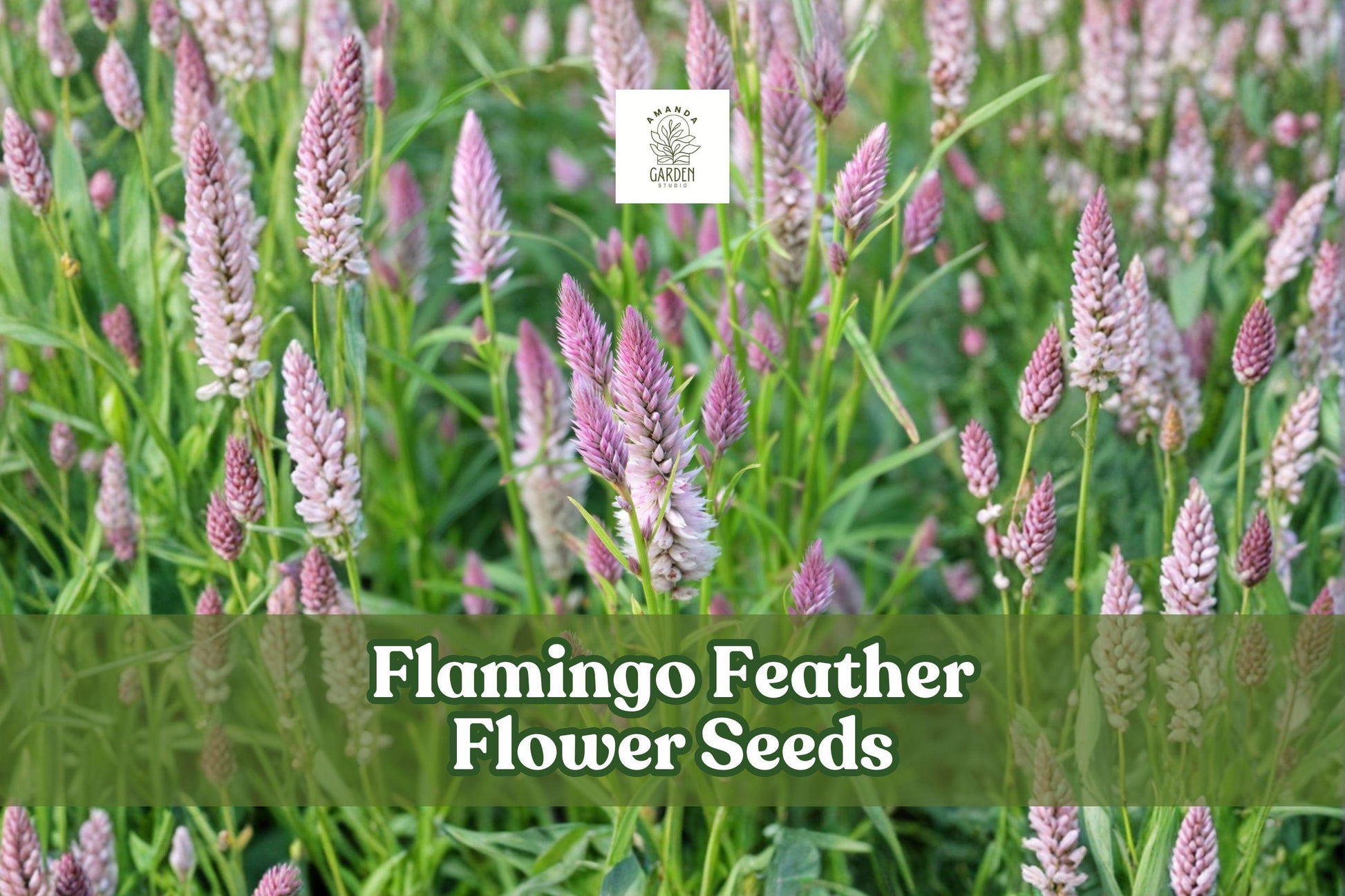 100 Flamingo Feather Celosia Seeds | Pink Magenta Plume Blooms, Easy Grow Annual Flower, Drought Tolerant, Full Sun, 100 Seeds