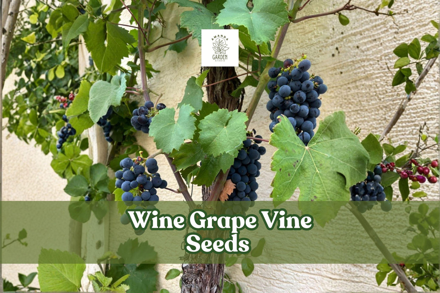Wine Grape Vine Seeds Vitis vinifera Climbing Plant for Trellises & Gardens (50 Seeds)
