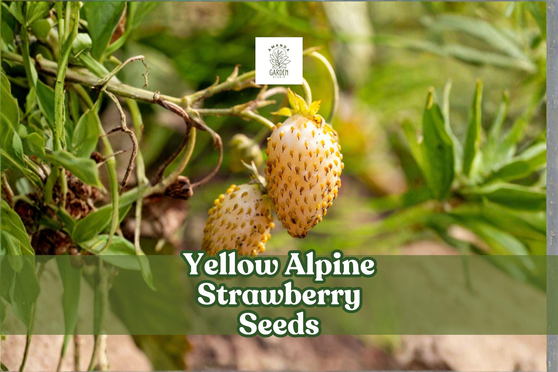 Yellow Alpine Strawberry Seeds – Fragaria vesca var. semperflorens, Non-GMO, Edible & Ornamental Fruit, 50 Seeds