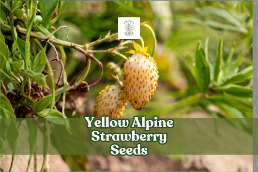 Yellow Alpine Strawberry Seeds – Fragaria vesca var. semperflorens, Non-GMO, Edible & Ornamental Fruit, 50 Seeds
