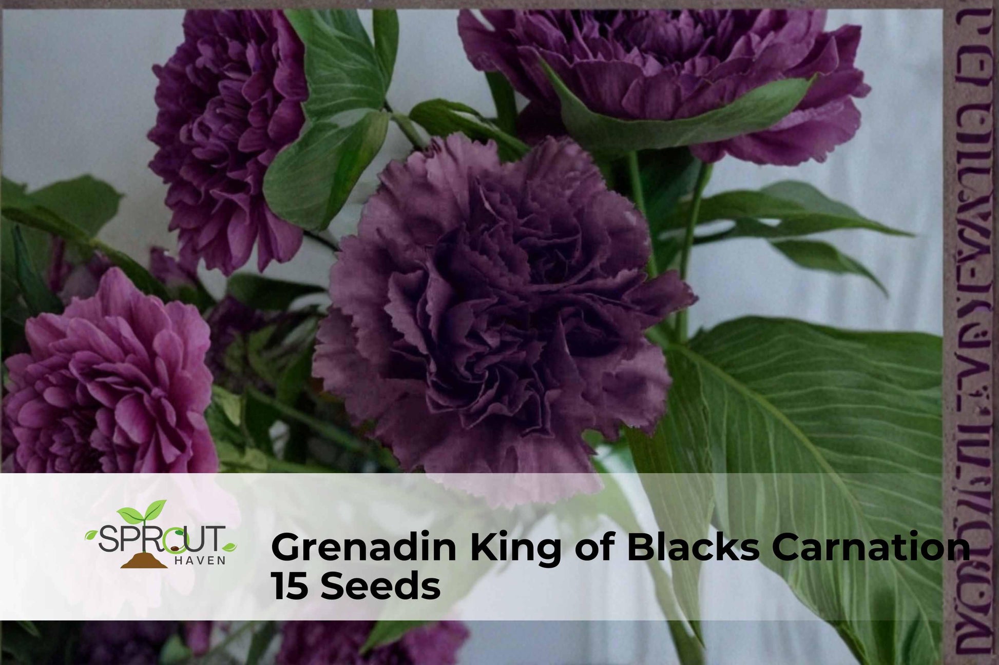 Grenadin King of Blacks Carnation Seeds, Dark Red Double Blooms, Dianthus caryophyllus, Ornamental Flower, Non-GMO, 15 Seeds