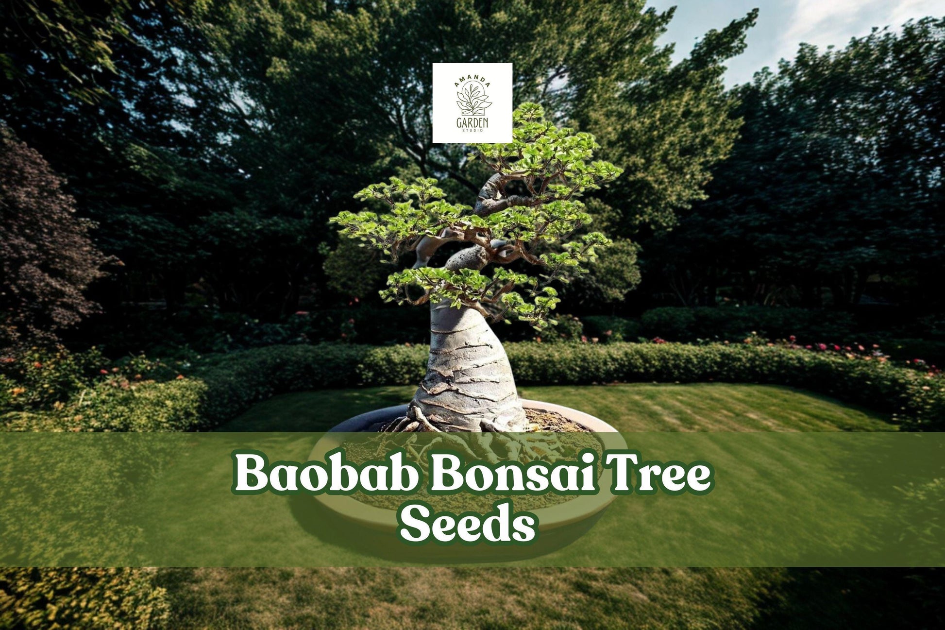 Baobab Tree Seeds | Exotic Adansonia digitata Bonsai Seeds | Drought-Tolerant, Long-Lived, African Native