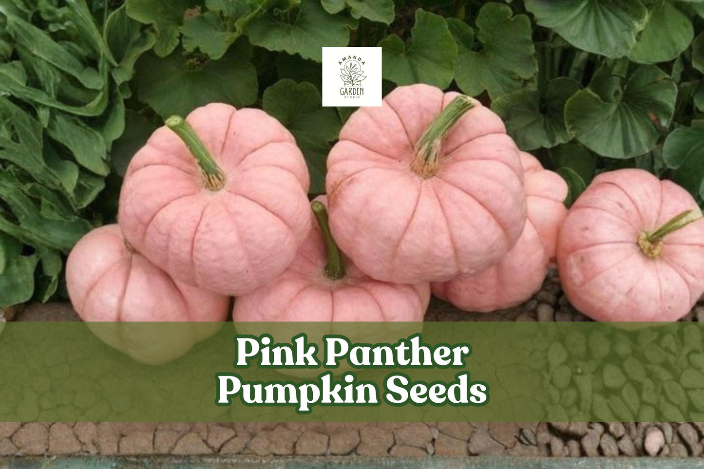 Pink Panther Pumpkin Seeds | Cucurbita maxima | Rare Pink Skinned Ornamental & Edible Pumpkin Seeds | US Seller
