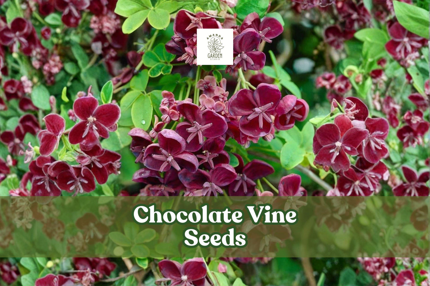 20 Akebia quinata Seeds - Chocolate Vine, Five-Leaf Climbing Plant, Ornamental Purple Blooms, Fast-Growing Garden Vine