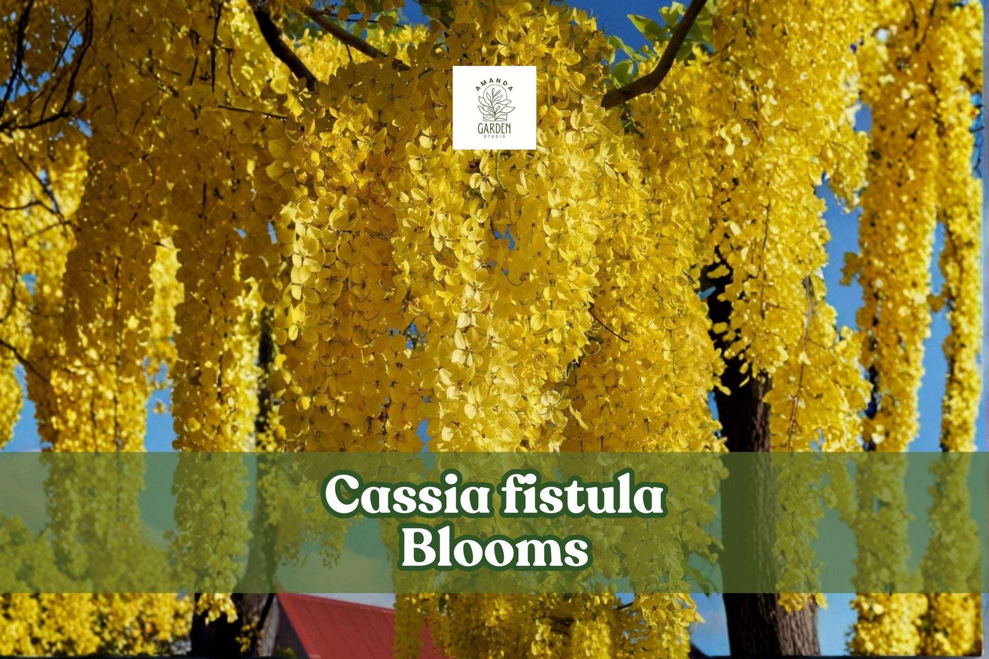 Cassia fistula Seeds | Golden Shower Tree Tropical Ornamental Flowering Tree | 30 Non-GMO Seeds