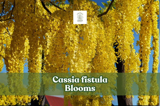 Cassia fistula Seeds | Golden Shower Tree Tropical Ornamental Flowering Tree | 30 Non-GMO Seeds