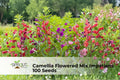 Camellia Flowered Impatiens Seeds – 100 Non-GMO Shade-Loving Annual with Double Blooms in Mixed Colors, Impatiens walleriana