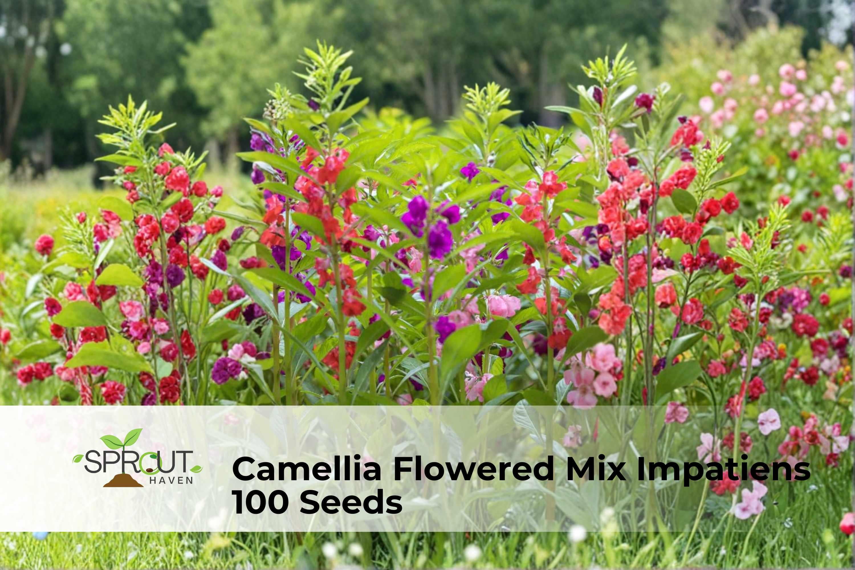 Camellia Flowered Impatiens Seeds – 100 Non-GMO Shade-Loving Annual with Double Blooms in Mixed Colors, Impatiens walleriana