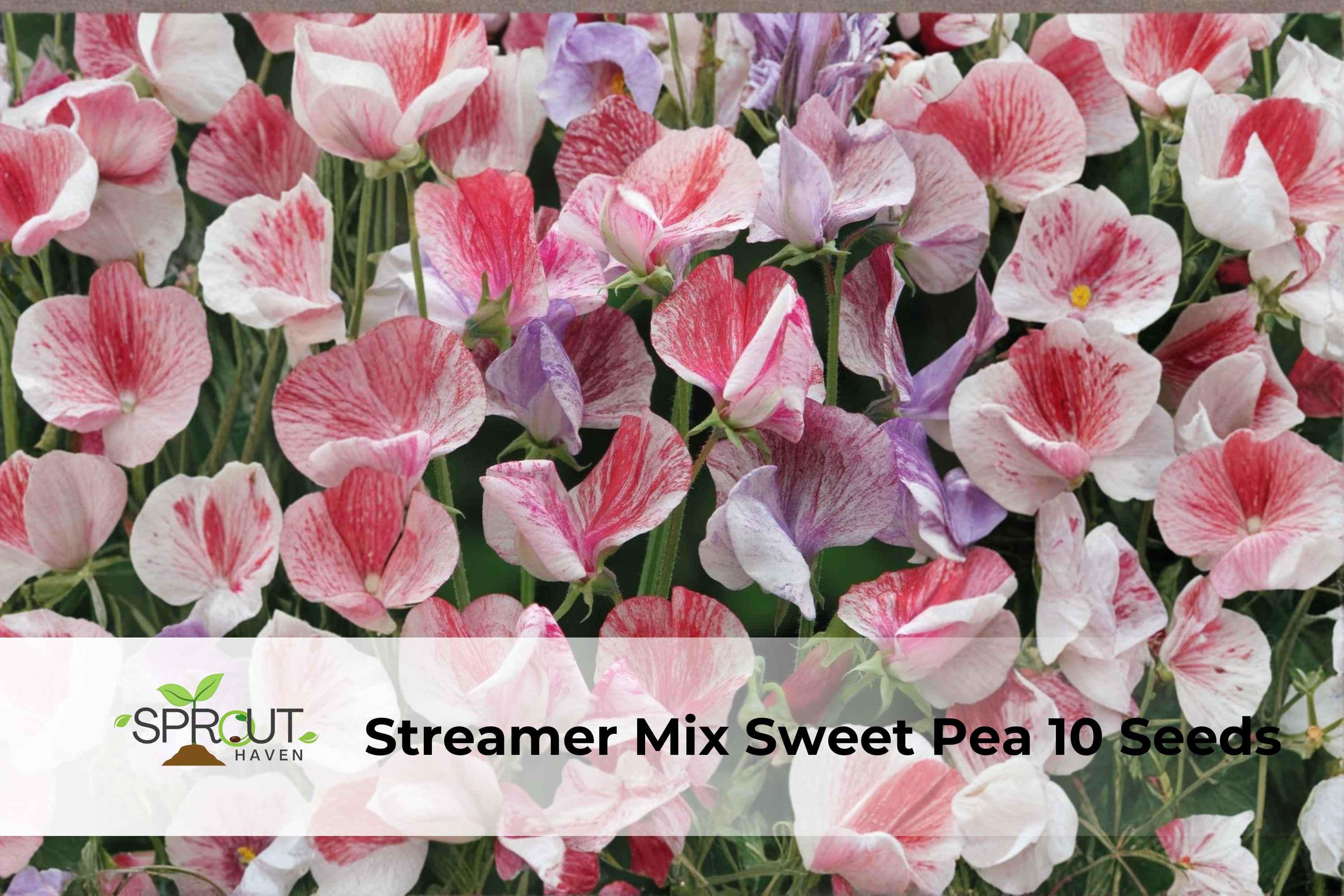 Streamer Mix Sweet Pea Seeds, Fragrant Climbing Flowers, Lathyrus odoratus, Non-GMO, 10 Seeds for Fences, Trellises & Borders