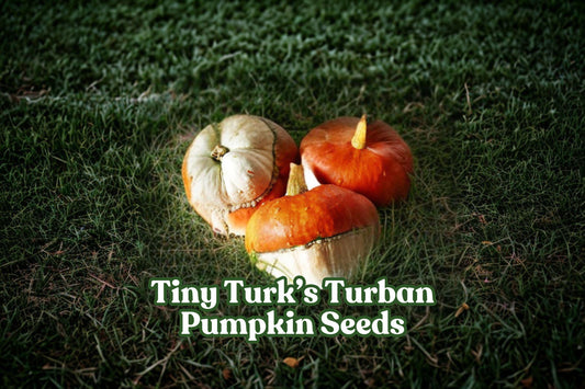 Mini Turk's Turban Pumpkin Seeds – Heirloom Ornamental Gourd for Fall Decor, Garden, Crafts, Cucurbita maxima